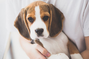 Body Donation Reduces the Need for Animal Subjects in Medical Research