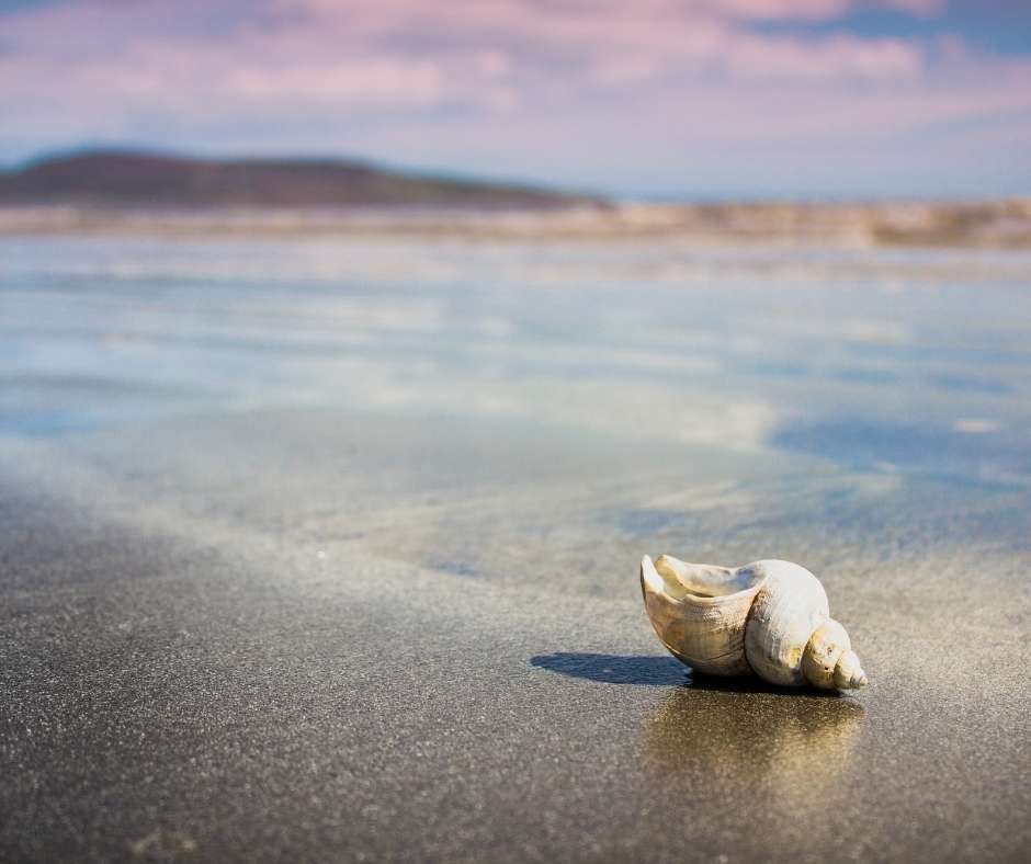 Shell On Beach